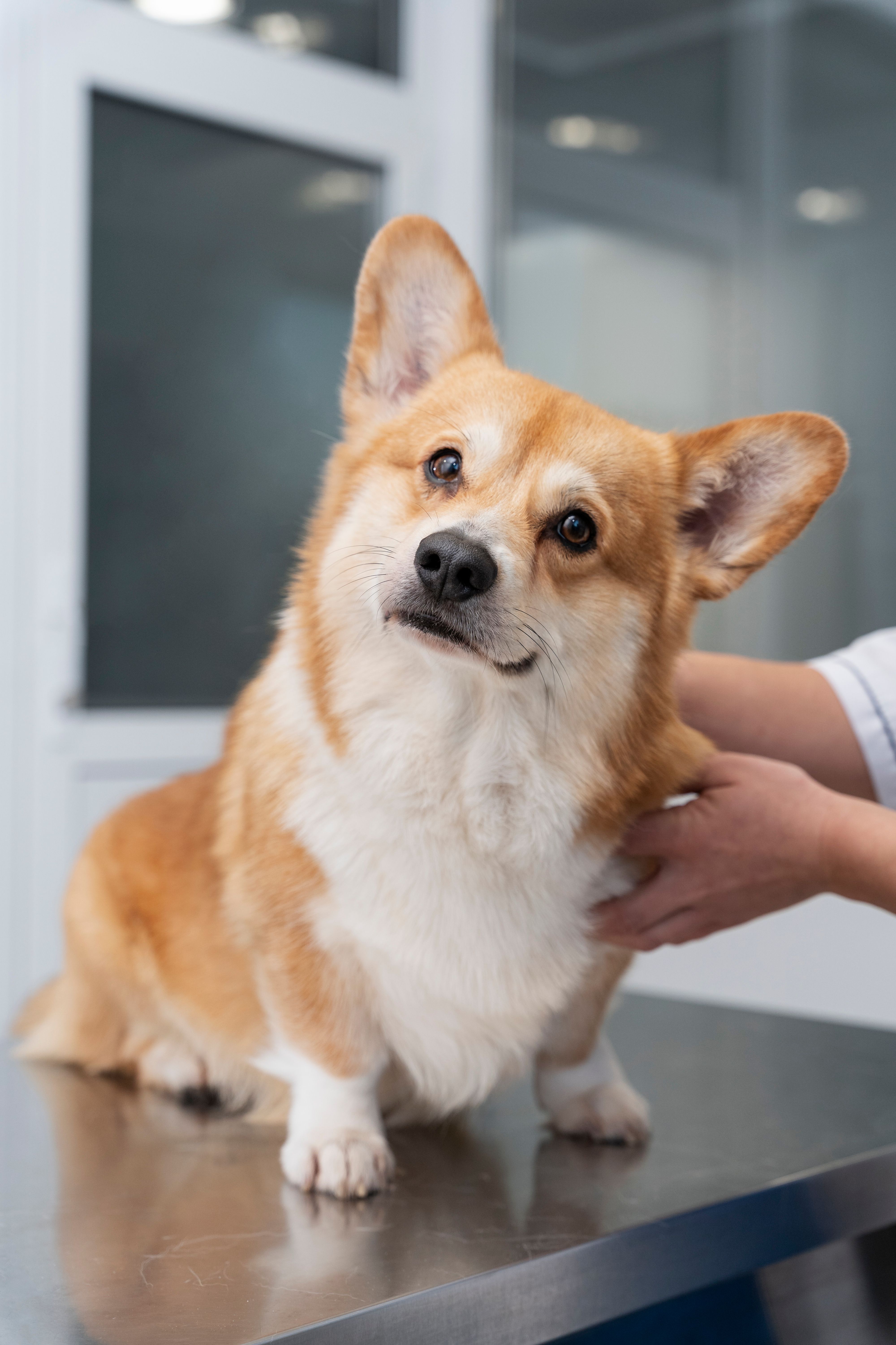 Clínica Veterinária Mercês